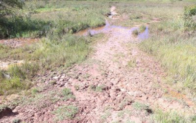 IVINHEMA: PMA autua pecuarista em R$ 315 mil por manter gado destruindo nascentes e matas ciliares e dentro da reserva legal da fazenda