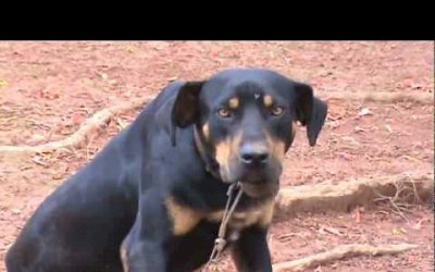 IVINHEMA: Mulher é mordida por cachorro no meio da rua em Ecopark