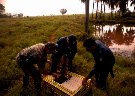 NAVIRAÍ: PMA salva jacaré de 1,5 metro preso por anzol em lagoa