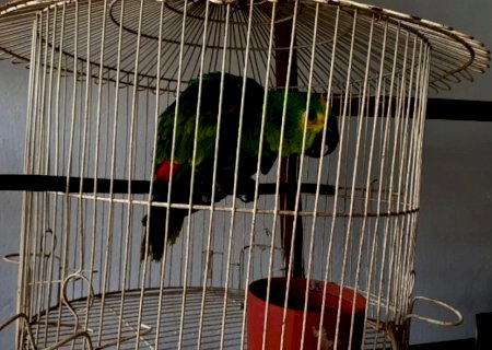 Filhote de papagaio é resgatado em farmácia