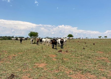 ANGÉLICA: PMA autua infrator em R$ 200 mil por manter 100 bovinos em área protegida de reserva legal