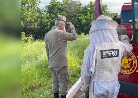 Homem morre após ser atacado por abelhas na Capital