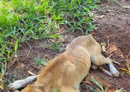 PMA de Batayporã autua mulher em R$ 1 mil por maus-tratos a cachorro