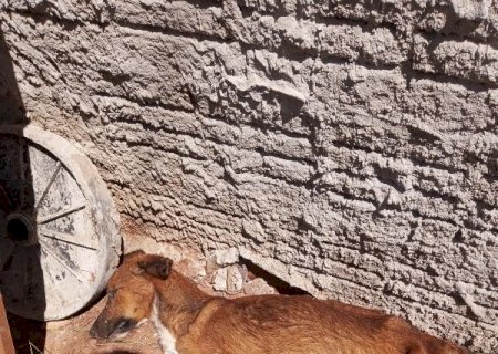 PMA de Batayporã autua homem por maus-tratos criminoso que deixou cachorro morrer por desnutrição