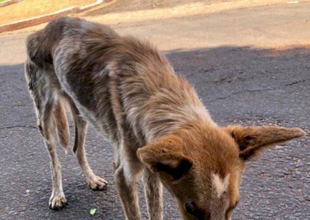 PMA de Batayporã autua mulher de 59 anos por maus-tratos ao deixar cachorro morrer por desnutrição devido à falta de alimento e cuidados
