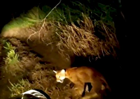 Onça capturada em residência é solta em área florestada
