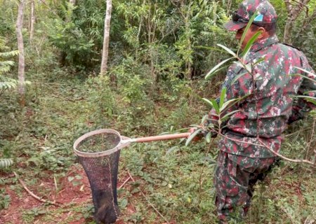 ANGÉLICA: PMA captura cutia em residência na cidade e a solta em seu habitat