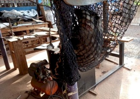 PMA de Batayporã captura gambá em residência e o reintroduz na natureza