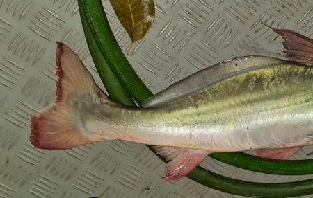 NAVIRAÍ: PMA autua pescador por pesca ilegal e apreende pescado