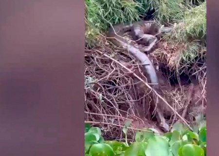 ANGÉLICA: Guia turístico flagra sucuri 'gigante' tomando banho de sol no Rio Ivinhema