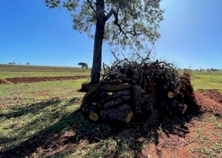 PMA de Batayporã autua dono de sítio em R$ 3 mil por derrubada de árvores ilegalmente para construção de cercas