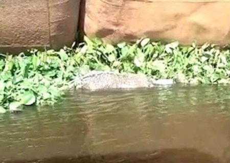 Com tiro na cabeça, corpo de onça é encontrado boiando no Rio Paraguai