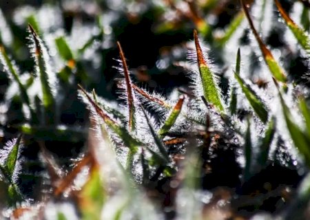 Frio não dá trégua e quinta-feira tem geada e 4°C em MS