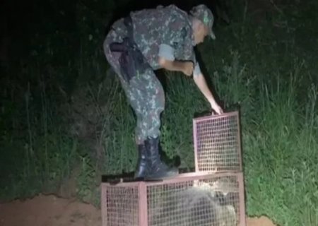 PMA de Batayporã captura tamanduá-bandeira à noite no centro cidade