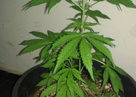 GLÓRIA DE DOURADOS: Jovem é preso por cultivar maconha em casa