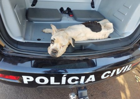 FÁTIMA DO SUL: Polícia Civil resgata cachorros vítimas de maus-tratos em ação conjunta com a ONG Pelo Fim do Abandono