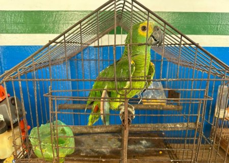 FÁTIMA DO SUL: PMA autua homem em R$ 3 mil por manter aves silvestres em cativeiro
