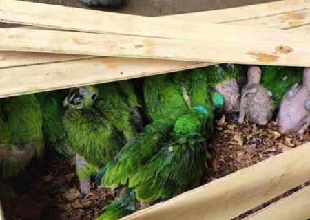 ANGÉLICA: Dupla de Ivinhema é presa com mais de 200 filhotes de papagaios na MS-141