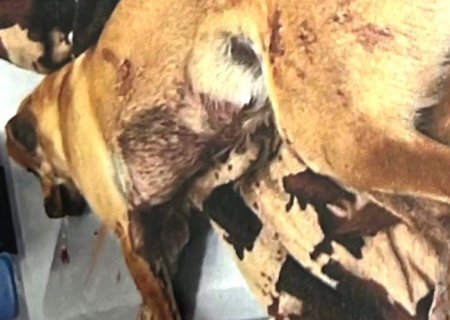 NOVO HORIZONTE DO SUL: Polícia Civil com apoio da SIG, apreende arma de fogo utilizada para atirar em cachorro