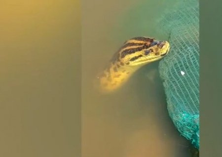 No Pantanal, idoso faz amizade com sucuri que tem até nome: “Joaninha”