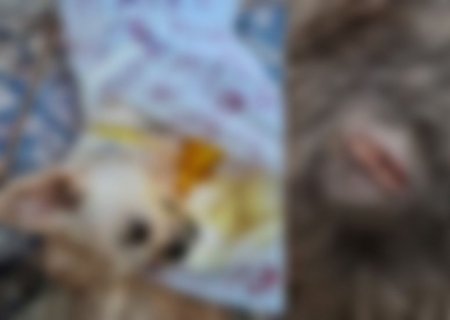 IVINHEMA: ONG denuncia casos de maus-tratos a animais com relatos de envenenamento e suposto esfaqueamento