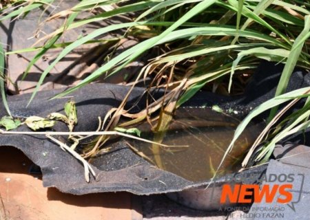 Mato Grosso do Sul registra quase 500 novos casos de dengue em uma semana