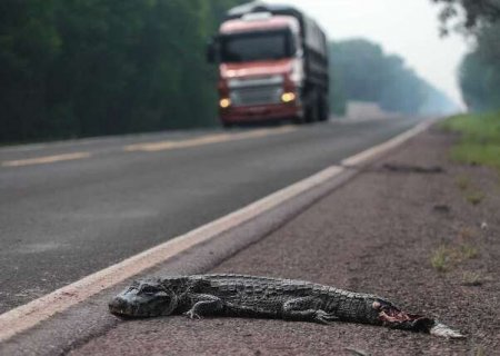 Empresa é contratada para reduzir índice de atropelamento de animais em rodovias