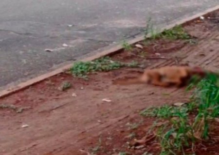 Adolescente de 16 anos mata cachorro a chutes após animal fugir de casa em MS