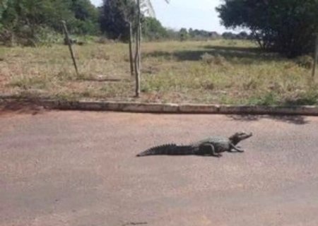Jacaré é flagrado ‘dando uma voltinha’ em rua de bairro em MS
