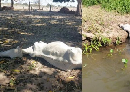 Polícia procura dono de fazenda onde 11 bois foram encontrados mortos e outros debilitados em MS