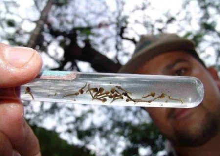 Com 29 mortes em 2024, criança de 9 anos foi última vítima de dengue em Mato Grosso do Sul