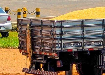 Polícia Militar Ambiental multa homem por maus-tratos a jacaré em Anaurilândia