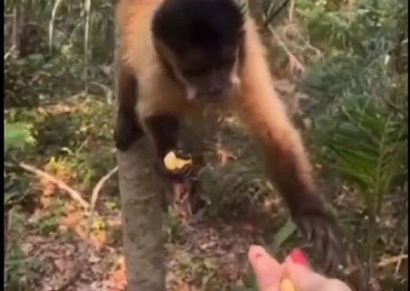 Mulher é multada em R$ 4,8 mil após alimentar macaco-prego com salgadinho