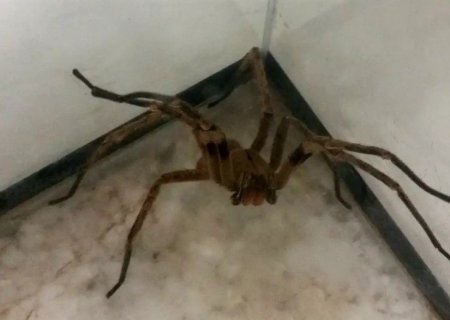 Picadas de aranhas são segunda maior causa de envenenamento no país