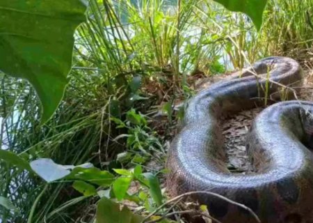 Herdeira da maior sucuri do mundo assume o trono de rainha após tragédia em Mato Grosso do Sul