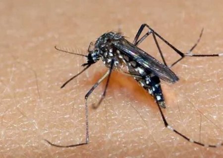 Dengue em MS: 26 novos casos são confirmados e 17 mortes seguem sendo investigadas