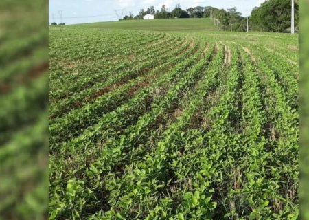 Atraso das chuvas faz com que MS plante apenas um terço da área de soja prevista