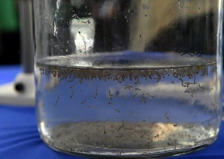 Boletim Epidemiológico: MS registra 15.913 casos confirmados de dengue