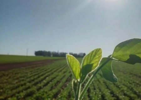 Estimativa prevê aumento de 35% na produção de grãos na safra 24/25 de Mato Grosso do Sul