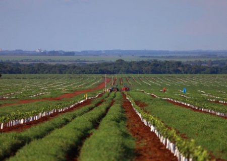 Com citricultura em expansão, setor de laranja está em pleno vapor em MS