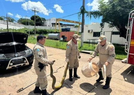 Bombeiros capturam sucuri de 3 metros dentro de ve&iacute;culo