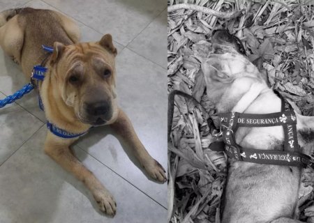 Justiça por Duke: família paga R$ 3,5 mil para transporte a MS e empresa deixa cachorro definhar até a morte