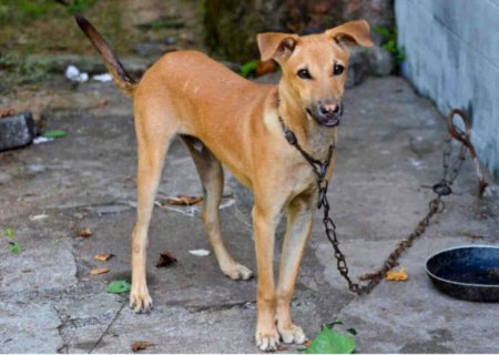 Agora é lei: Manter cachorros e gatos acorrentados em Dourados pode gerar multa de até R$ 3 mil