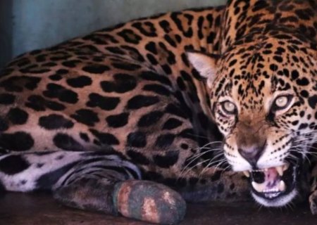 Onça que teve as patas queimadas em incêndios no Pantanal está adaptada à natureza