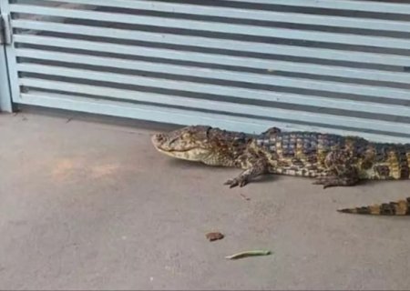 Moradora dá ‘de cara’ com jacaré no portão de casa em MS