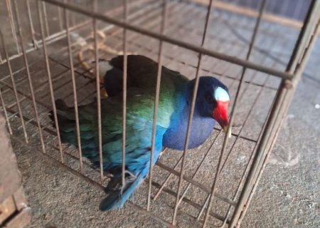 Frango-d'água-azul ferido é resgatado em Dourados e encaminhado para reabilitação