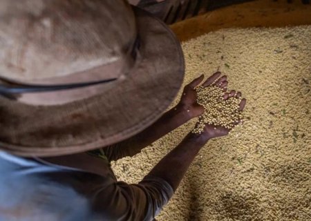 Produtores rurais de MS tem até 10 de janeiro para declarar área plantada de soja