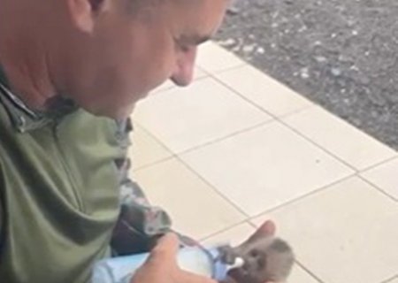 Filhote de Macaco Prego é resgatado após perda da mãe em acidente em MS