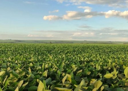 Plantio da safra da soja é concluída em todas as regiões do estado