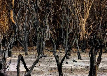 Área queimada no Pantanal em 2024 foi três vezes maior do que em 2023, aponta Cemtec